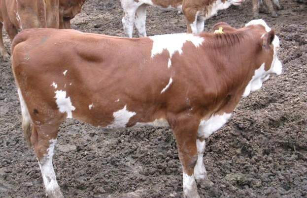 牛羊催肥飼料添加劑全國包郵