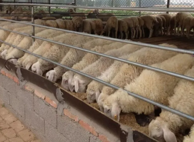 牛羊催肥飼料添加劑全國包郵