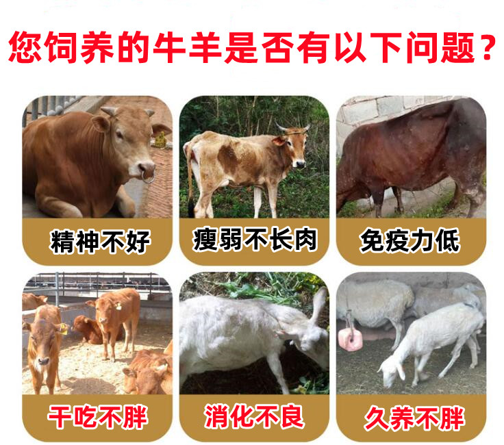 牛羊用什么催肥劑好 塑型長瘦肉牛羊催肥劑