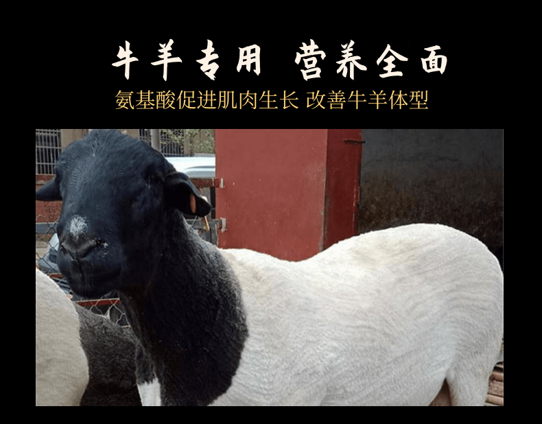 牛催肥添加劑 肉牛催肥促長添加劑廠家發(fā)貨