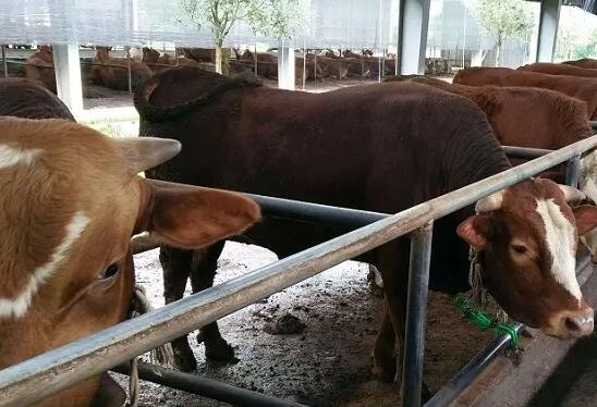 牛專用催肥飼料添加劑怎么選擇？牛催肥育肥怎么喂才好？