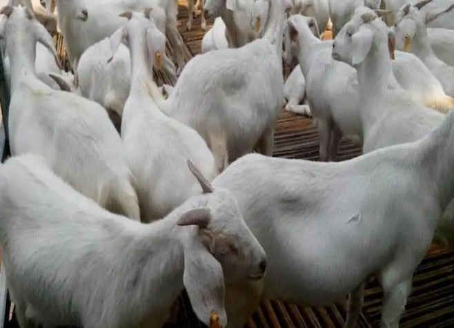 肉羊預混料效果