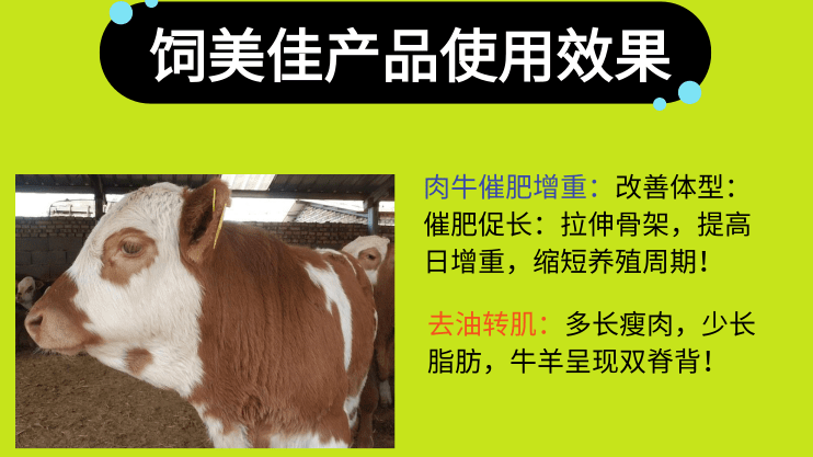 育肥牛不加催肥小料可以嗎？