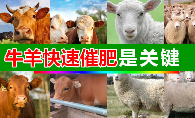 杜泊羊催肥劑 拉伸骨架 復(fù)合預(yù)混劑 催肥長肉